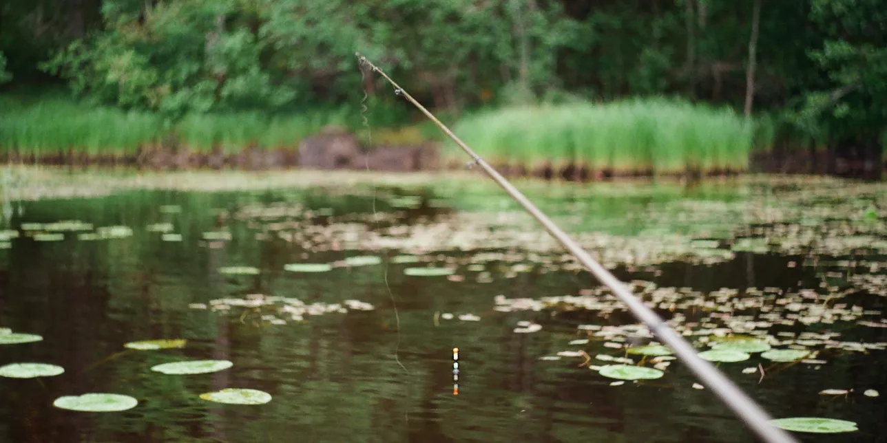 Lake and fishing rod. Photo.