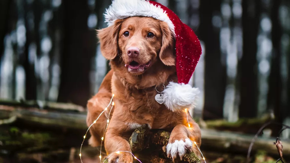 Dog in forest with Christmas hat. Photo.