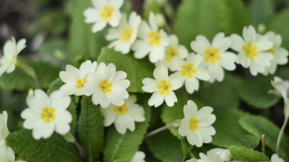 White and yellow primula flowers. Photograph.