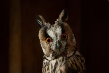 Owl. Photo.