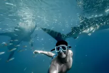 Man swimming with sharks. Photo.
