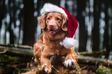 Dog in forest with Christmas hat. Photo.