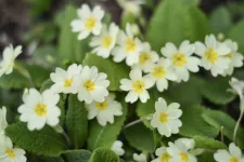 White and yellow primula flowers. Photograph.