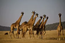Group of giraffes in sunset. Photo. 