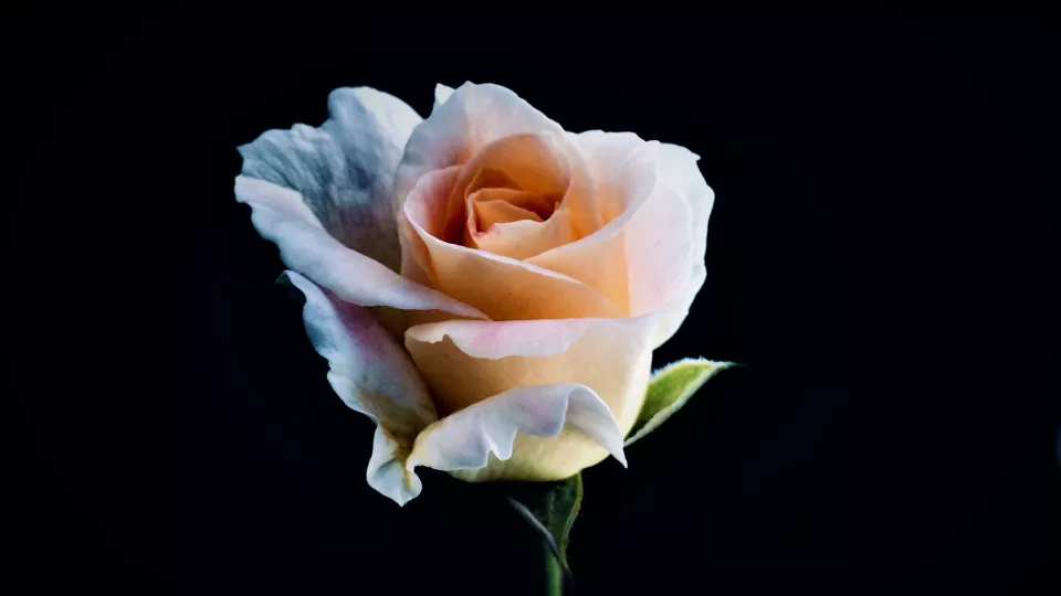 Rosa ros. Foto.