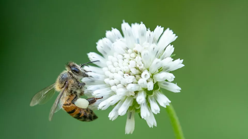 Ett bi som sitter på en blomma. Foto.