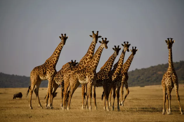 En grupp giraffer på savannen. Foto. 