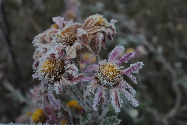 Döda blommor. Foto.